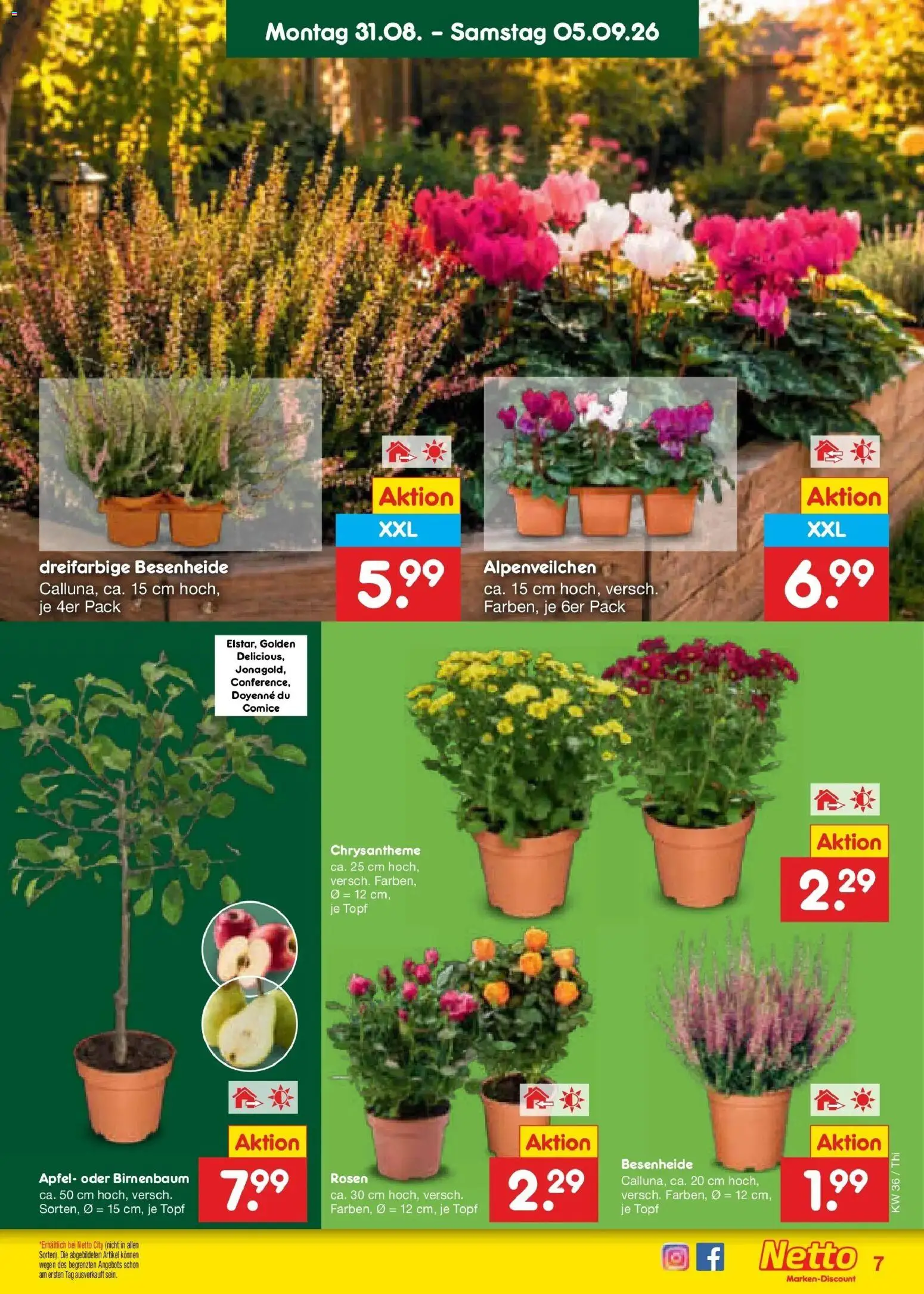 Netto Marken-Discount Prospekt Pirna (ab 31.08.2026) » Angebote | Seite: 9 | Produkte: Äpfel