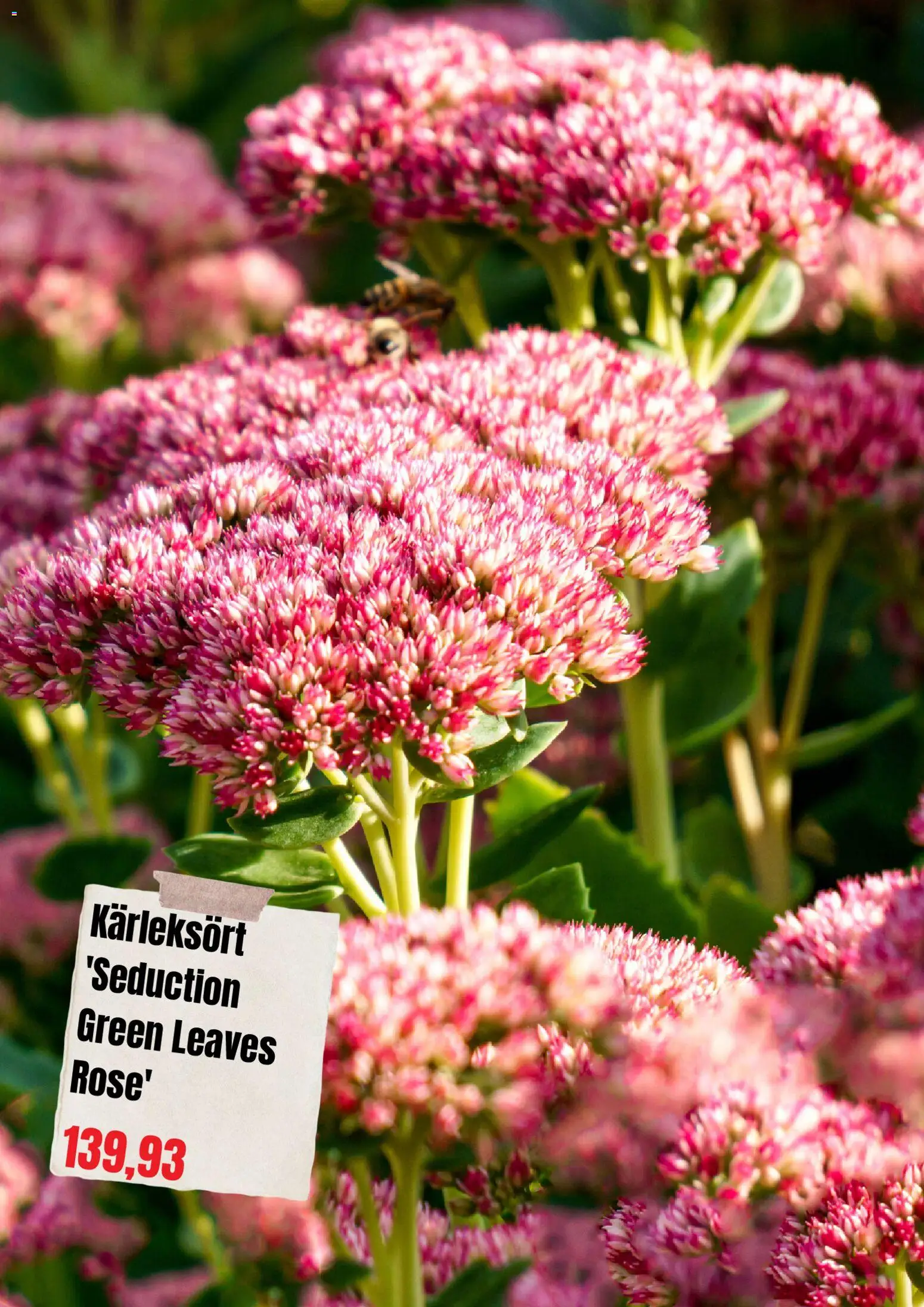 Plantagen reklamblad aktuell från 01/09/2026 | Sida: 7