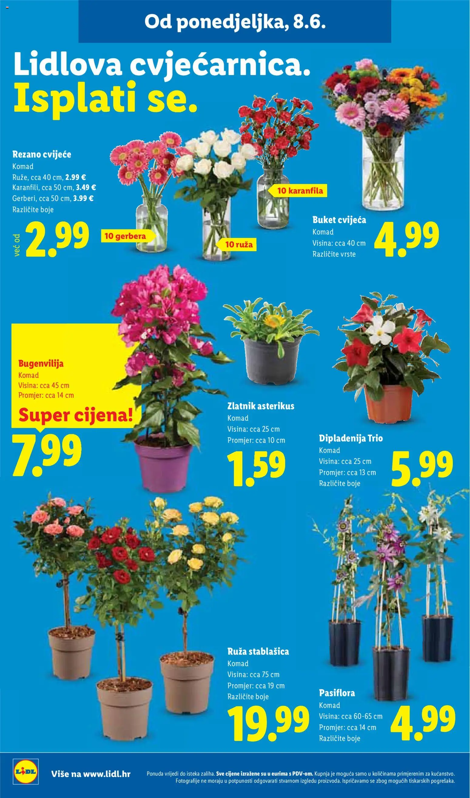 Lidl katalog | vrijedi od 08.06.2026 | Stranica: 56 | Proizvodi: Cvijeće