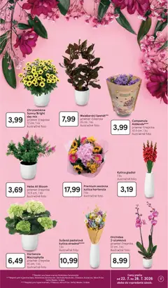 Tesco leták platný od 22.07.2026 | Strana: 17 | Produkty: Orchidea