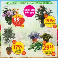 EKO erbjudanden - Förhandsvisning av reklamblad från butik EKO aktuell från 18.05.2026 | Sida: 2 | Produkter: Stjärnöga, Kruka