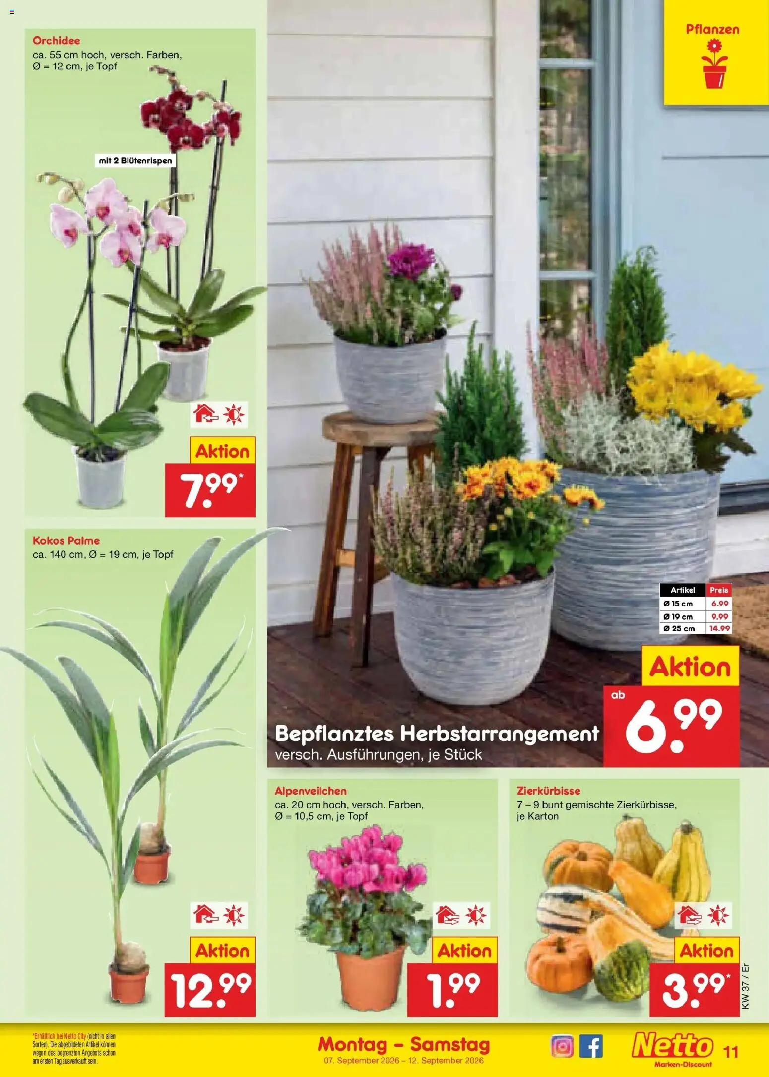 Netto Marken-Discount Prospekt Naumburg – gültig ab 07.09.2026 | Seite: 17 | Produkte: Orchidee