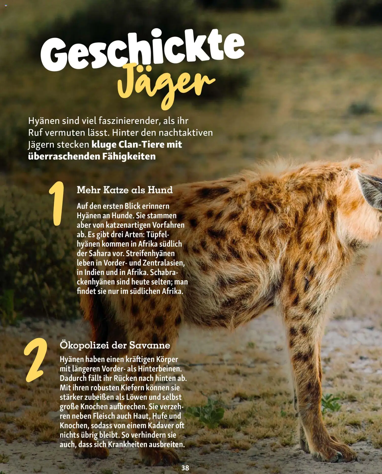 Fressnapf Friends Magazin – gültig ab 01.09.2026 | Seite: 38 | Produkte: Fleisch
