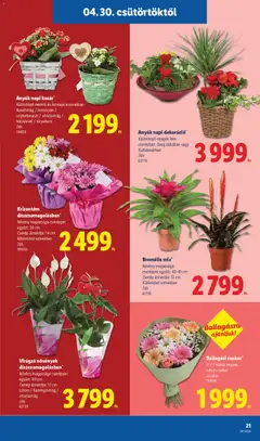 Bromélia mix*, Növény magassága cseréppel együtt: 40-45 cm Cserép átmérője: 12 cm Különböző színekben /db - amely érvényes a következő dátumtól: 30.04.2026 | Oldal: 21