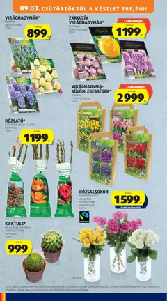 Aldi akciós újság - amely érvényes a következő dátumtól: 2026.09.03. | Oldal: 46 | Termékek: Virágok, Virághagyma, Rózsacsokor, Rosé