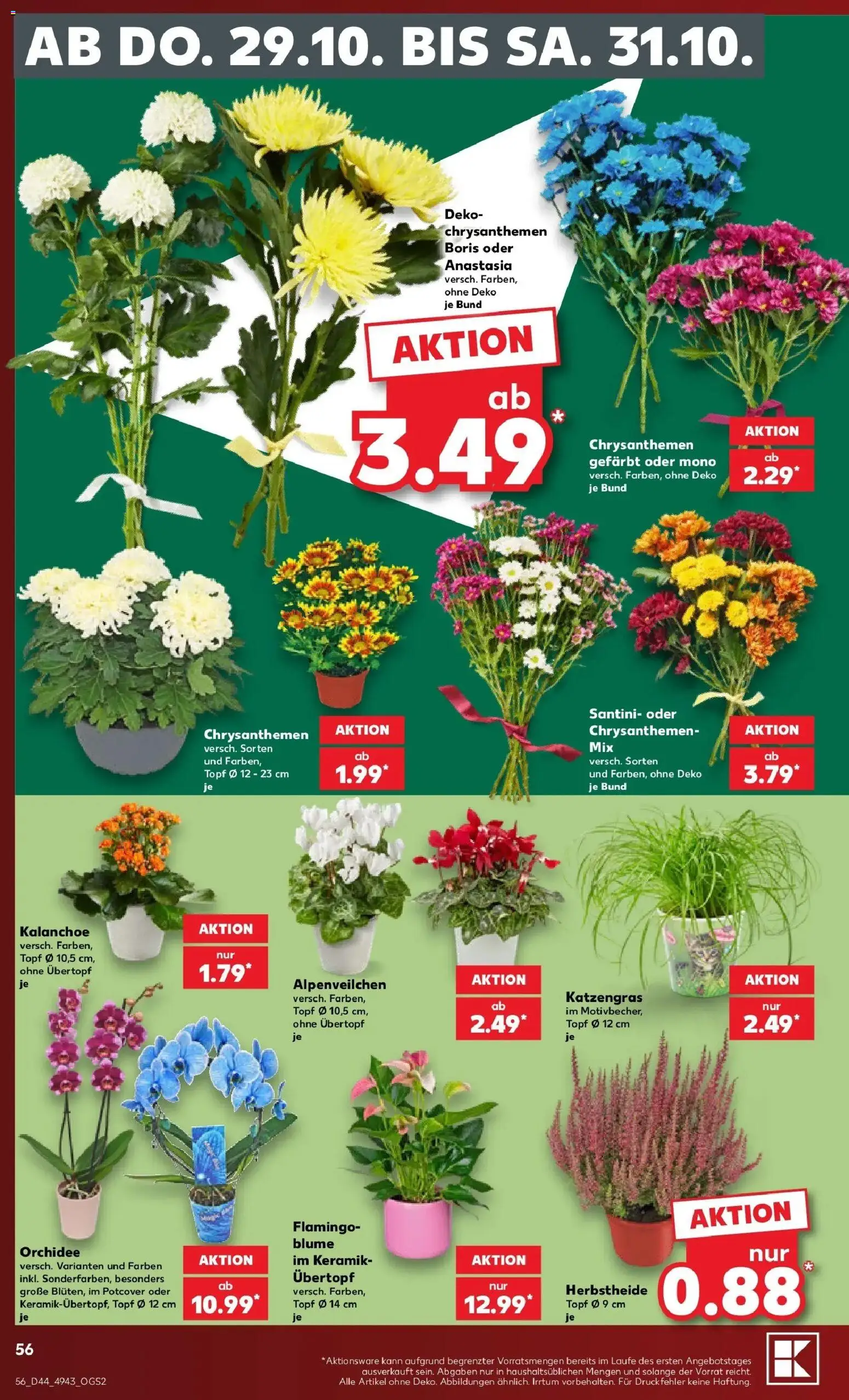 Prospekt Kaufland ab 26.10.2026 » Angebote Online zum Blättern | Seite: 60 | Produkte: Orchidee