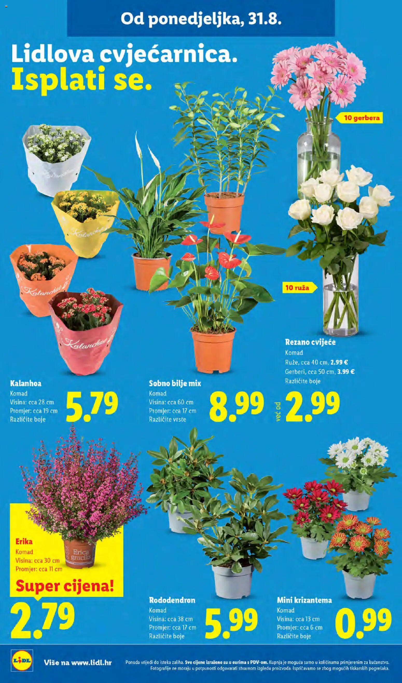 Lidl katalog | vrijedi od 31.08.2026 | Stranica: 46 | Proizvodi: Cvijeće, Gerbera, Kalanhoa, Bilje