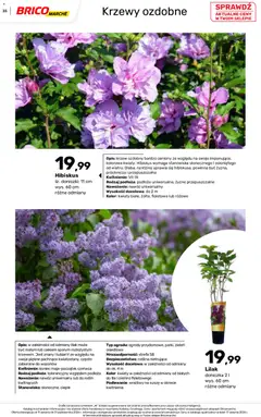 Pogląd oferty "Brico Marché gazetka - Jesienne Inspiracje" - ważna od 17.08.2026 | Strona: 35 | Produkty: Hibiskus, Doniczka, Nawóz, Doniczki