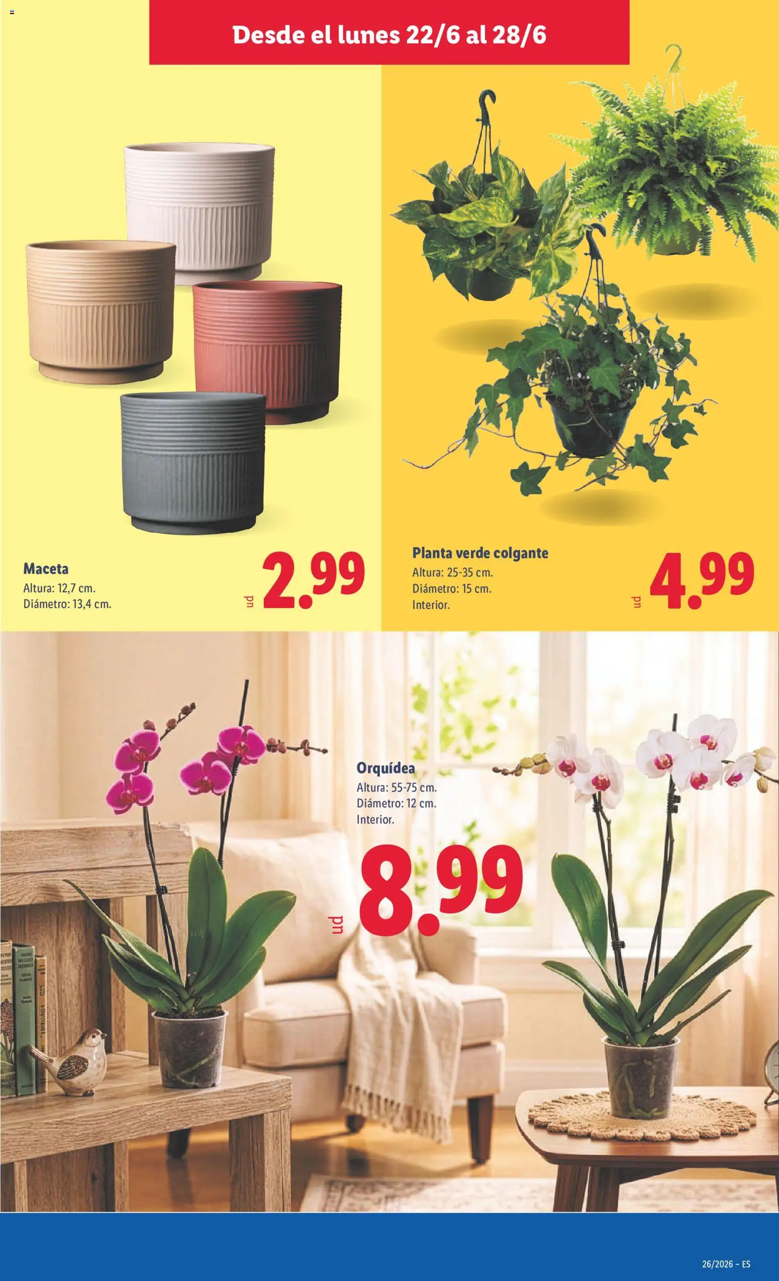 Lidl folleto │ válido desde el 22.06.2026 | Página: 41 | Productos: Maceta