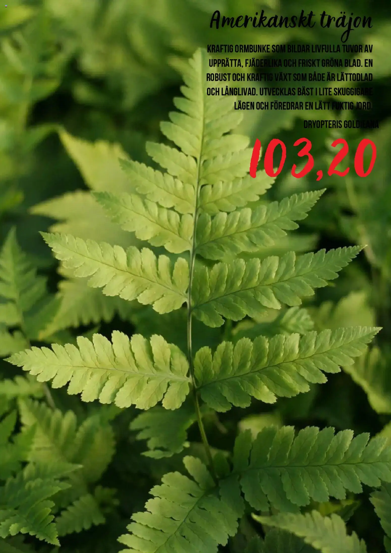 Blomsterlandet reklamblad aktuell från 15/07/2026 | Sida: 3