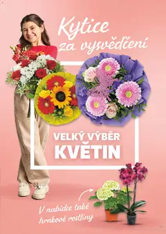 Náhled letáku hrnkové rostliny, Potted plants od 24.06.2026 | Strana: 23 | Produkty: Rostliny, Kytice