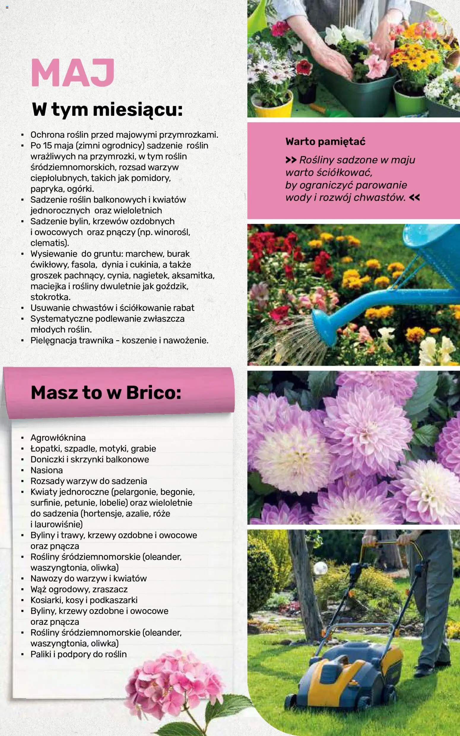 Brico Marché gazetka - Jesienne Inspiracje od 17.08.2026 | Strona: 104 | Produkty: Groszek, Dynia, Rosliny, Kwiaty