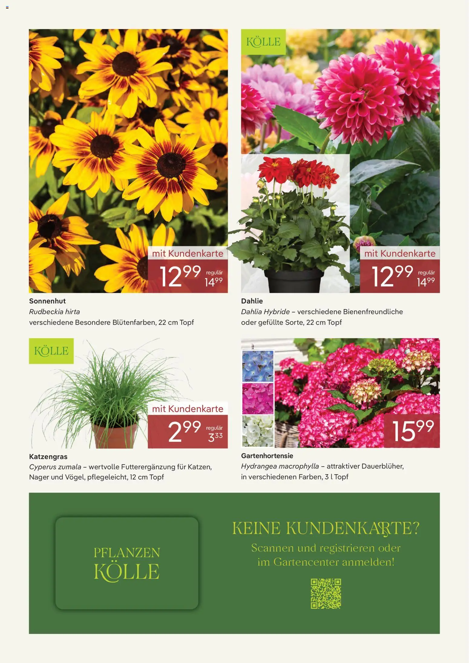 Pflanzen-Kölle Onlineflyer Juli – gültig ab 01.07.2026 | Seite: 3