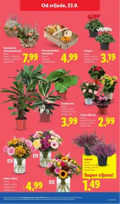 Lidl Katalog - Pregled kataloga iz trgovine Lidl, vrijedi od 21.09.2026 | Stranica: 43 | Proizvodi: Vrijesak, Bilje, Buket