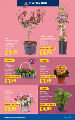 Preview of Lidl - Weekly valid from 21.05.2026 | Page: 23 | Products: Pot, Clematis