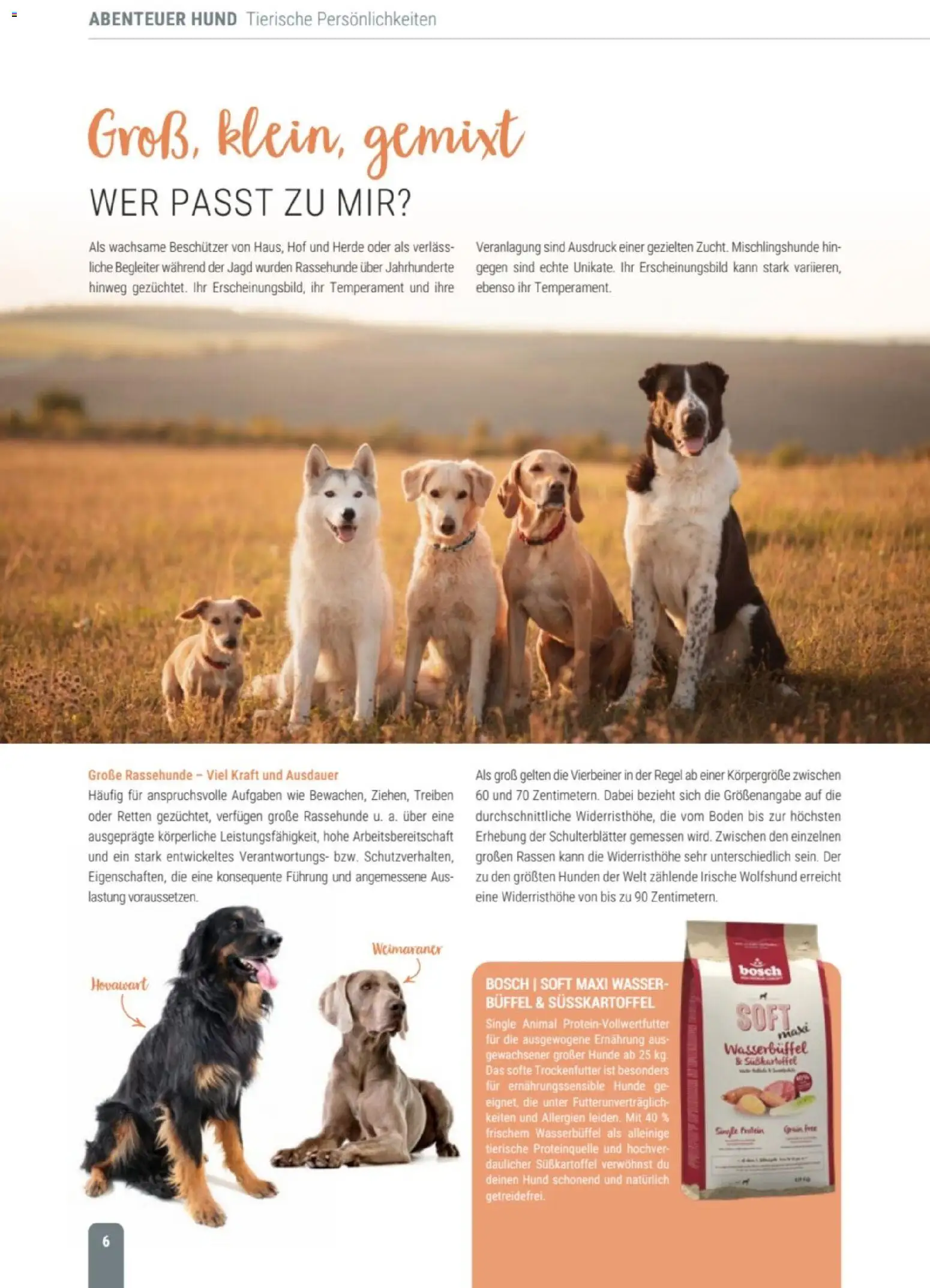 zookauf Themenkatalog Hund – gültig ab 18.05.2026 | Seite: 6 | Produkte: Bosch, Wasser