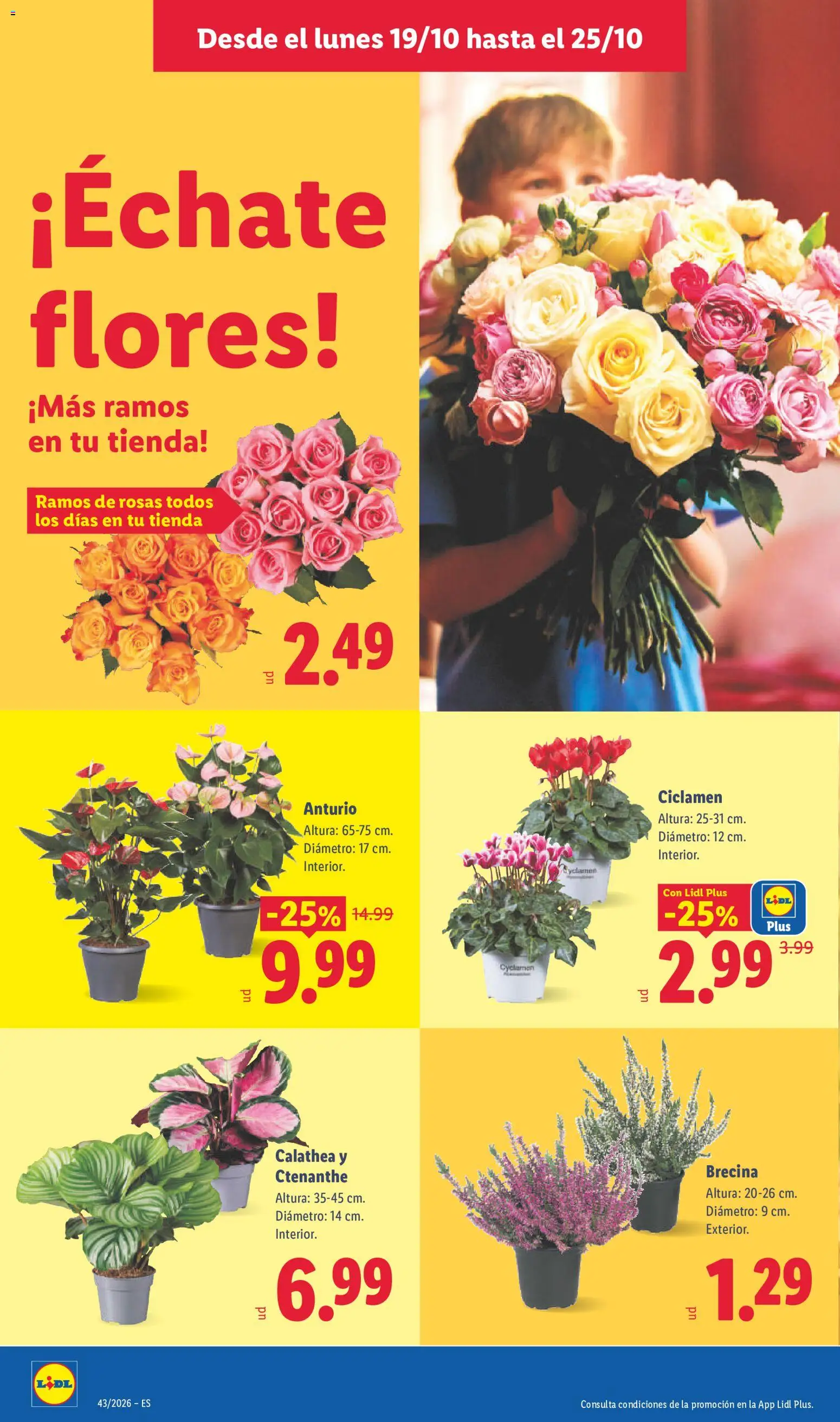 Lidl folleto │ válido desde el 19/10/2026 | Página: 52