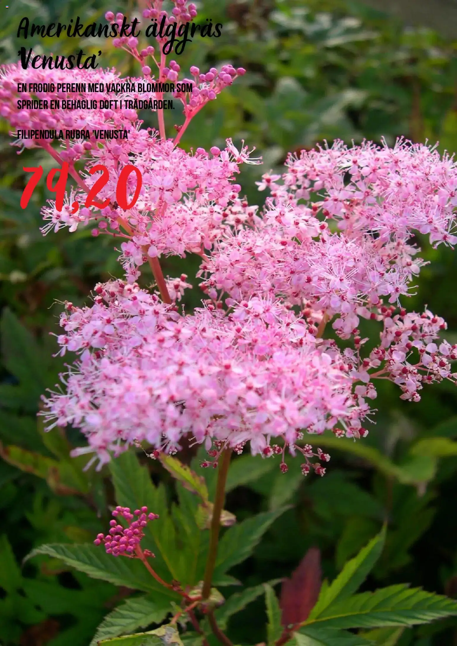 Blomsterlandet reklamblad aktuell från 15/07/2026 | Sida: 4