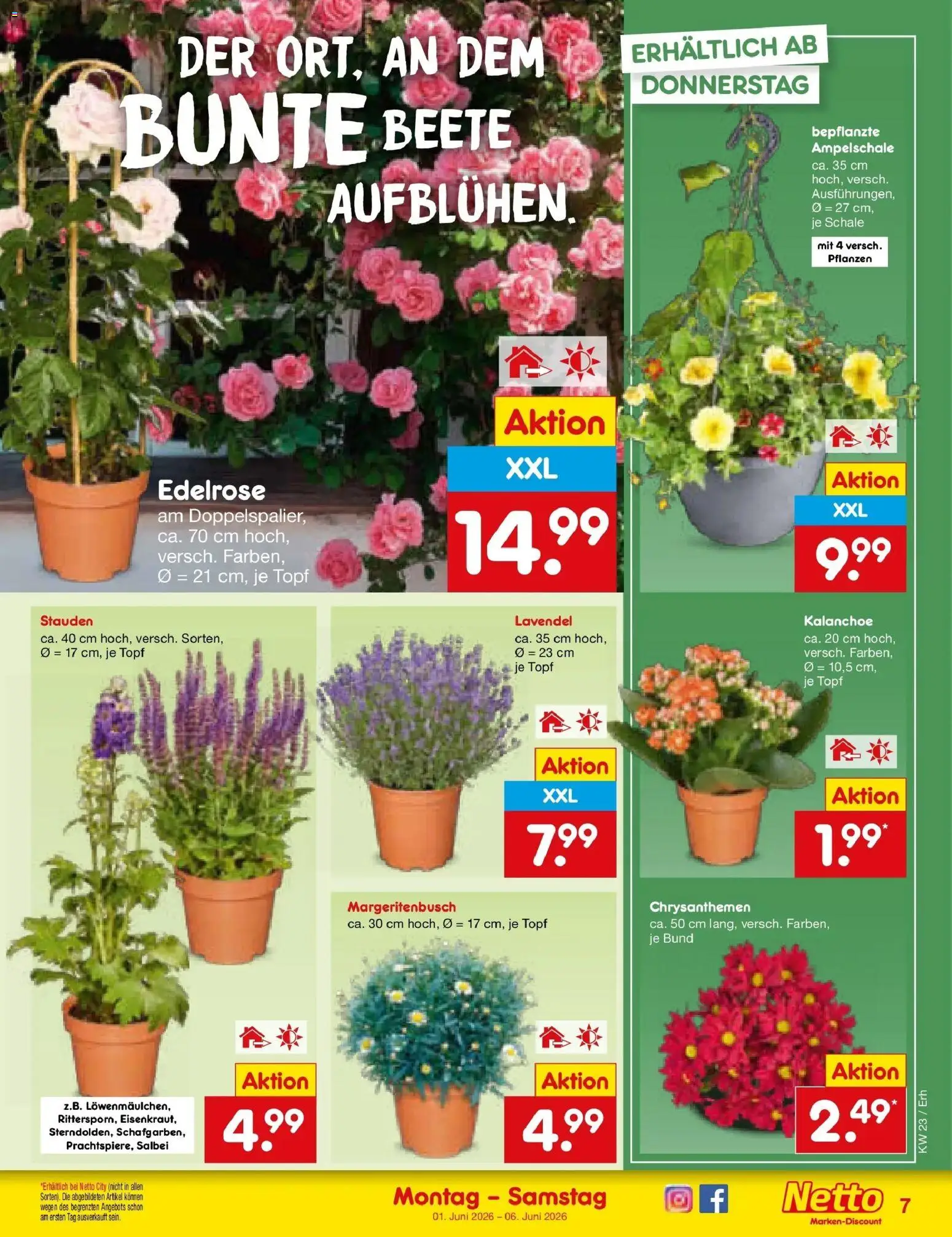 Netto Marken-Discount Prospekt Velden – gültig ab 01.06.2026 | Seite: 7 | Produkte: Lavendel