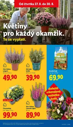 Náhled letáku Lidl aktuální leták od 27.08.2026 | Strana: 18 | Produkty: Vřes, Květiny