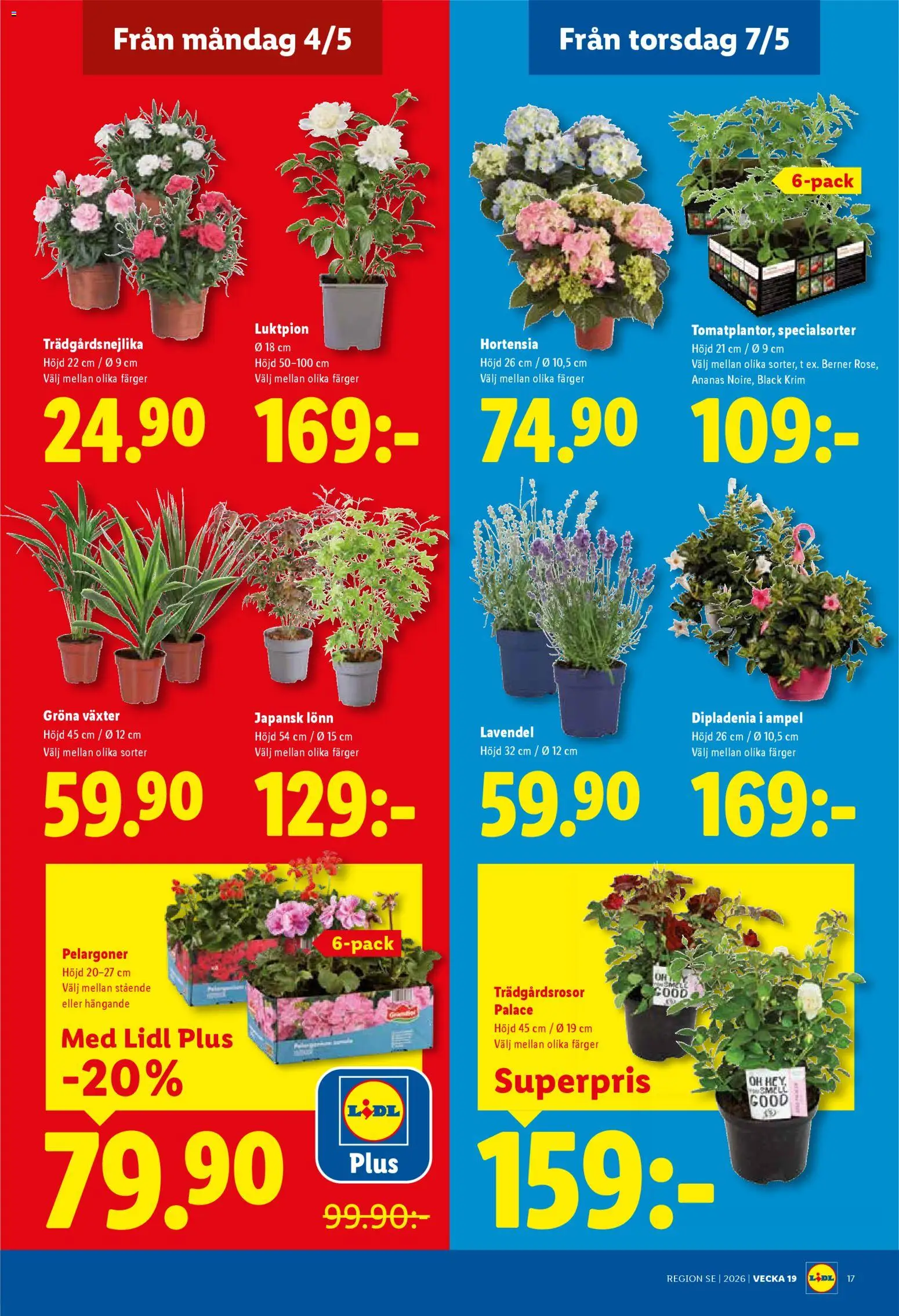 Lidl reklamblad aktuell från 04.05.2026 | Sida: 19 | Produkter: Lavendel, Ananas