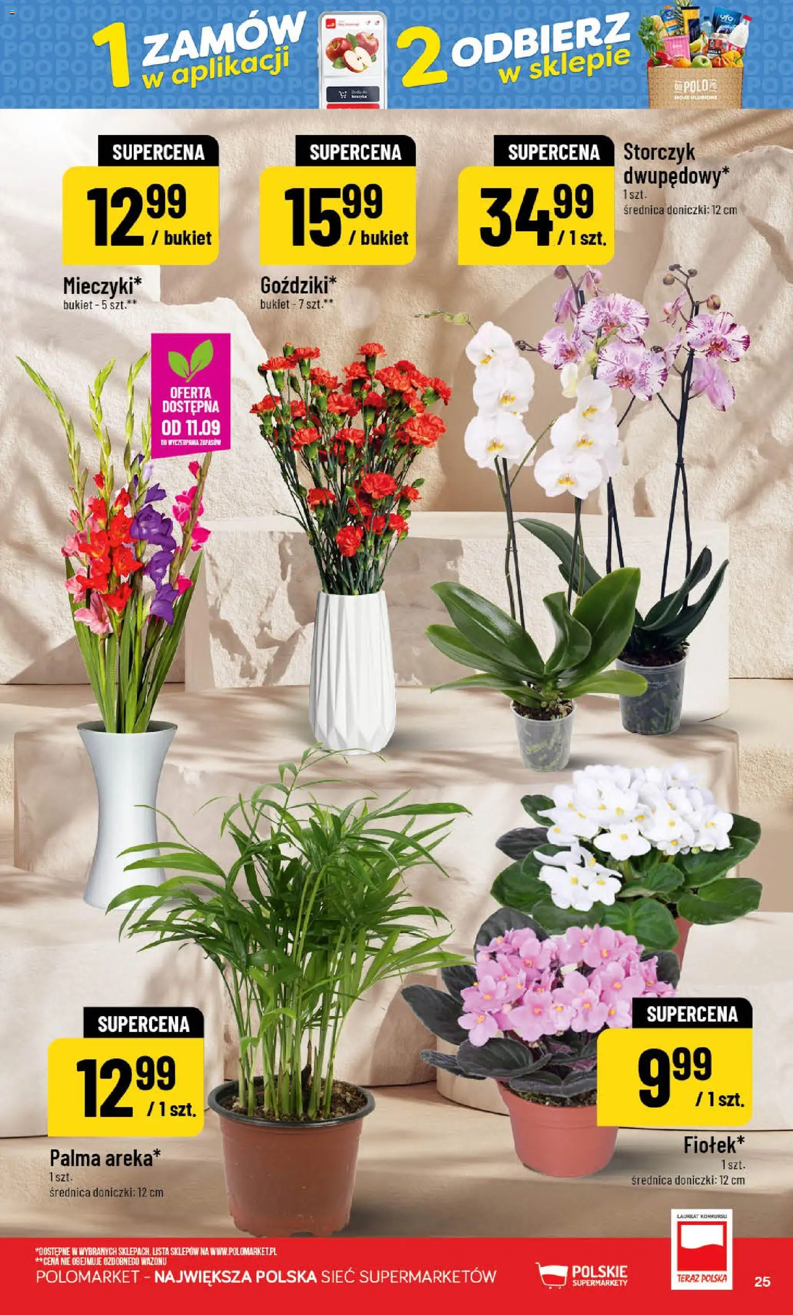 POLOmarket gazetka od 09.09.2026 | Strona: 25 | Produkty: Palma, Doniczki, Storczyk