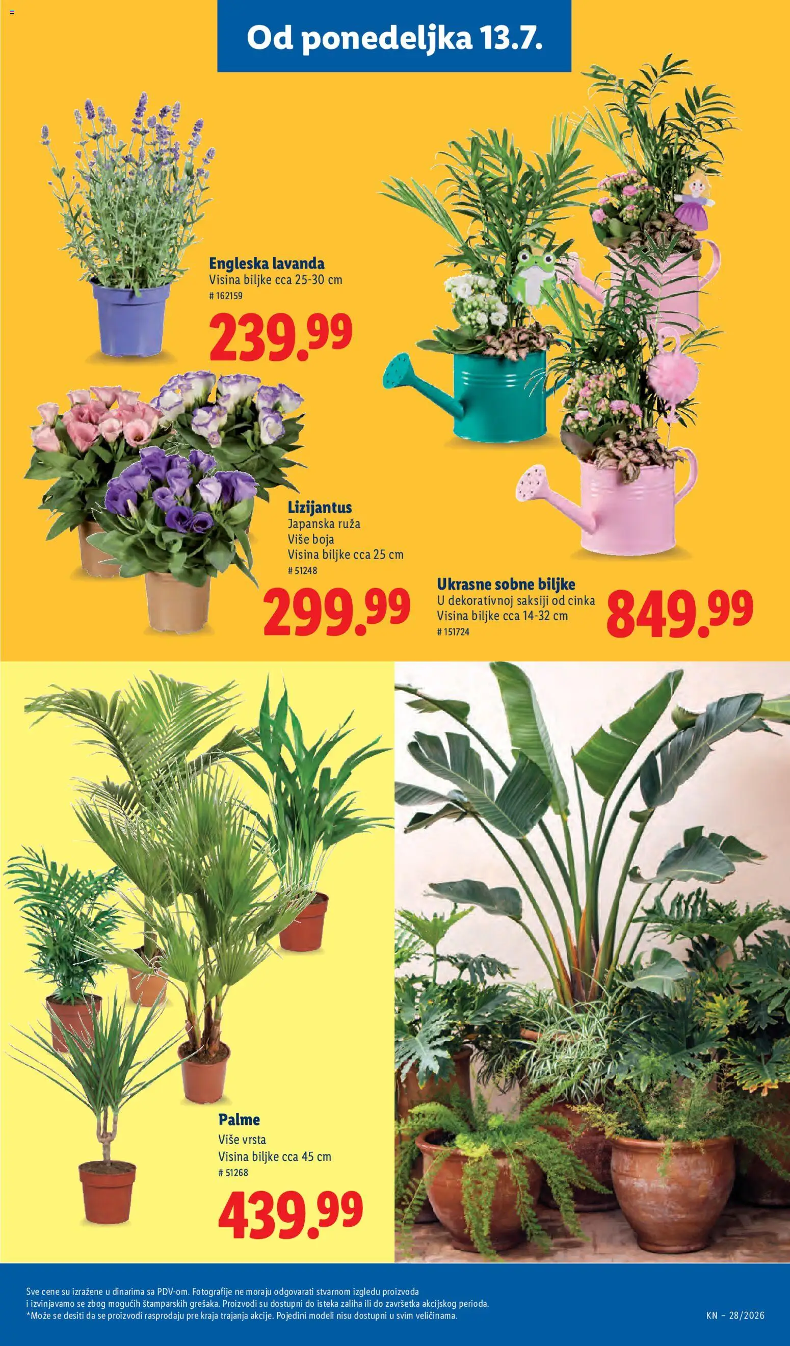 Lidl katalog - važi od 09.07.2026 | Strana: 63 | Proizvode: Sobne biljke