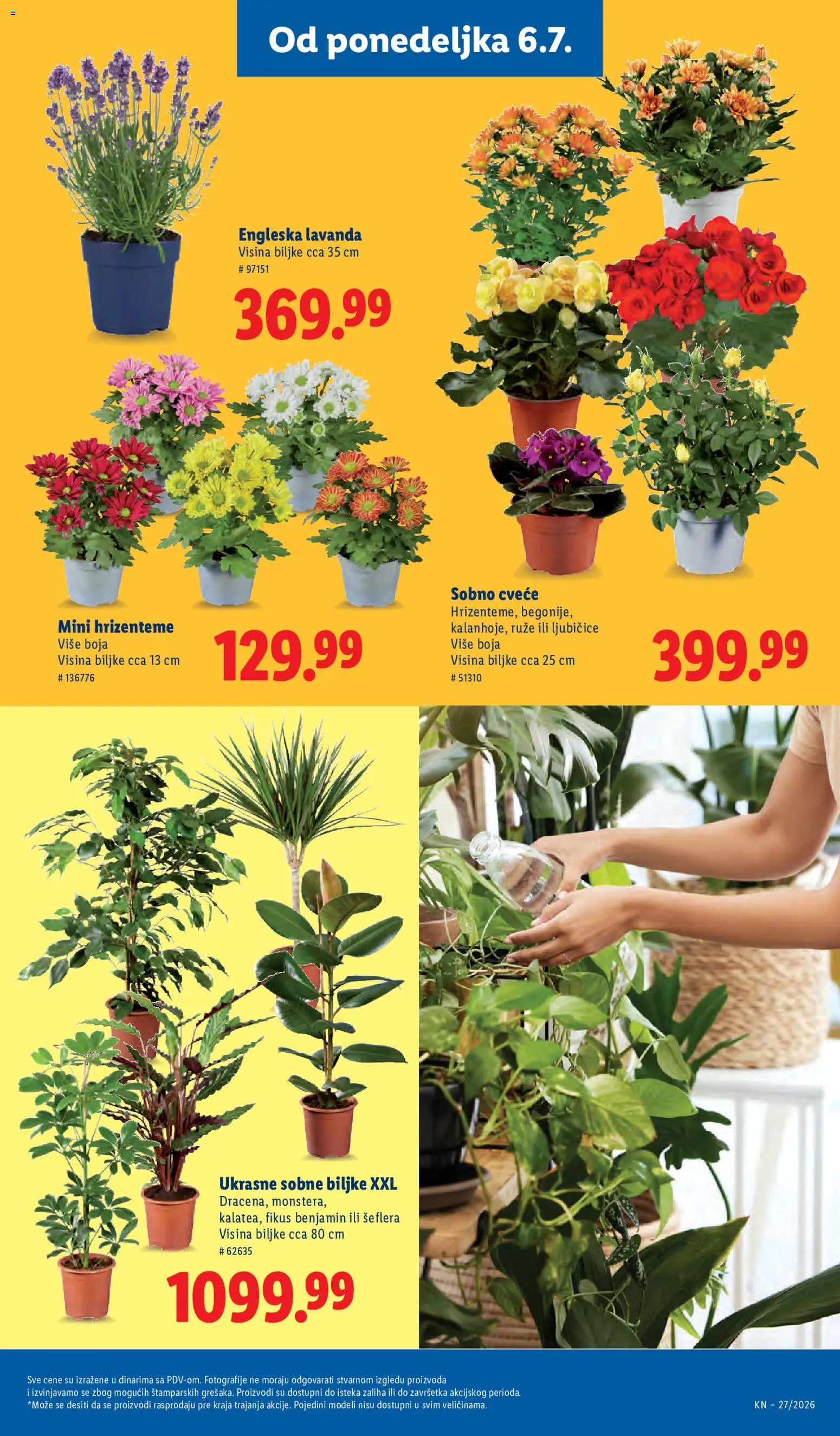 Lidl katalog - važi od 02.07.2026 | Strana: 89 | Proizvode: Sobne biljke, Ruze, Cvece