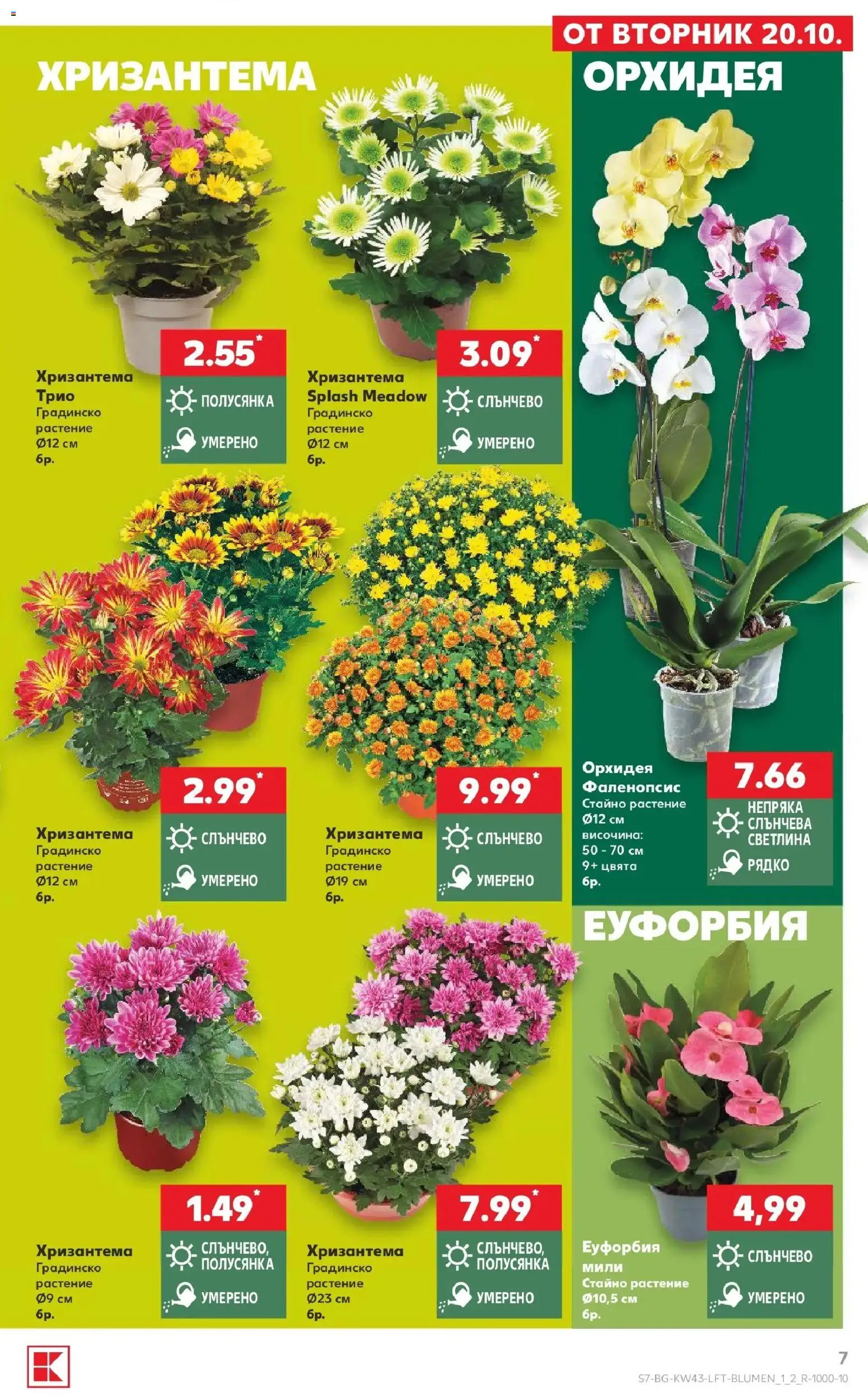 Нова Кауфланд брошура София - Роден вкус в Kaufland с валидност до 25.10.2026 от 19.10.2026 | Страница: 7 | Продукти: Орхидея, Хризантема