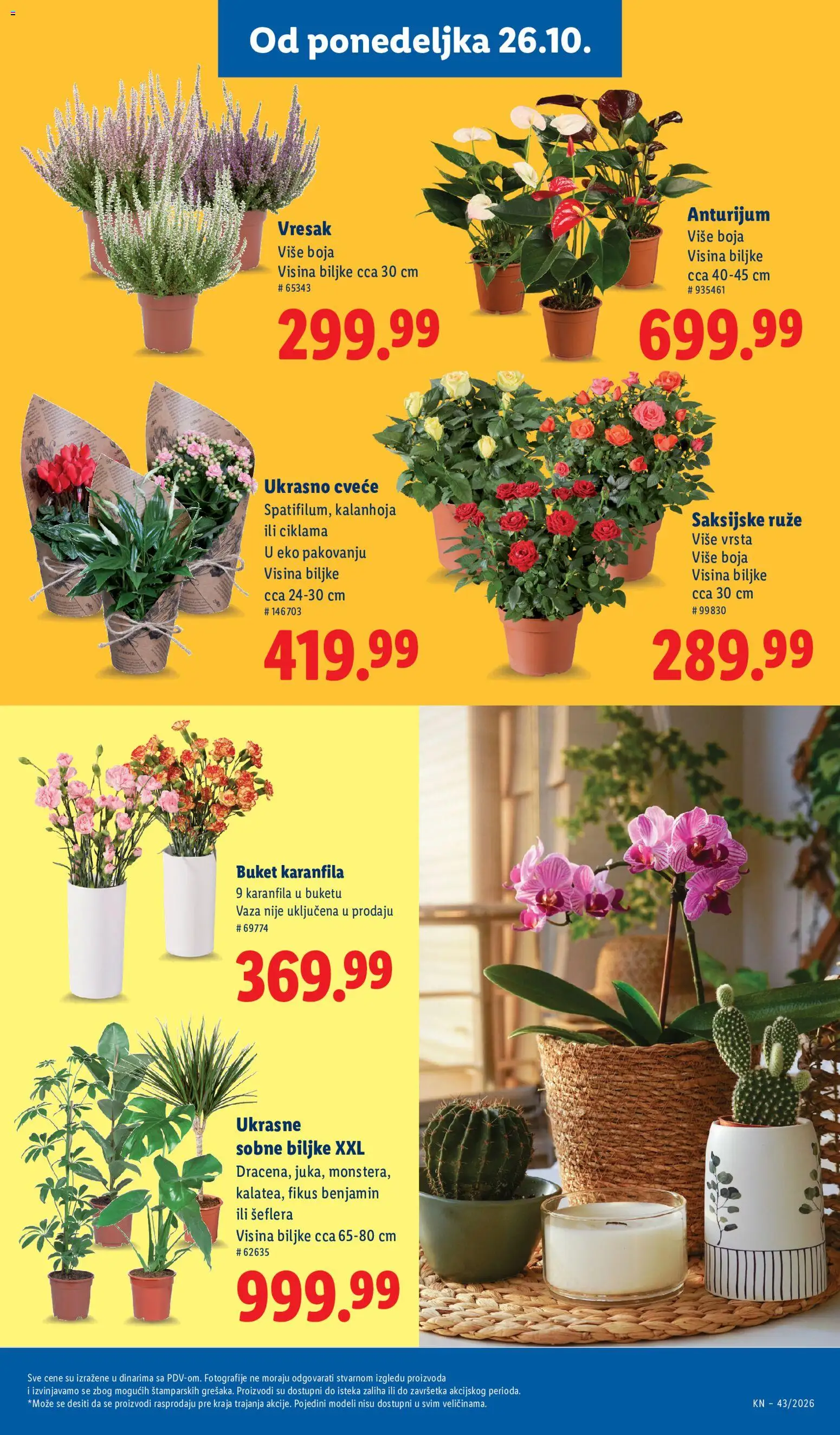 Lidl katalog - važi od 22.10.2026 | Strana: 71 | Proizvode: Vaza, Sobne biljke, Ruze, Cvece