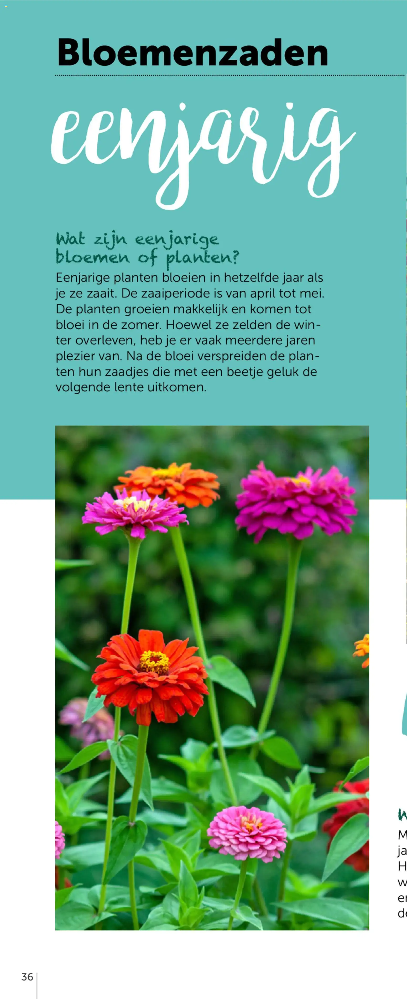 {H1} | Pagina: 70 | Producten: Bloemen