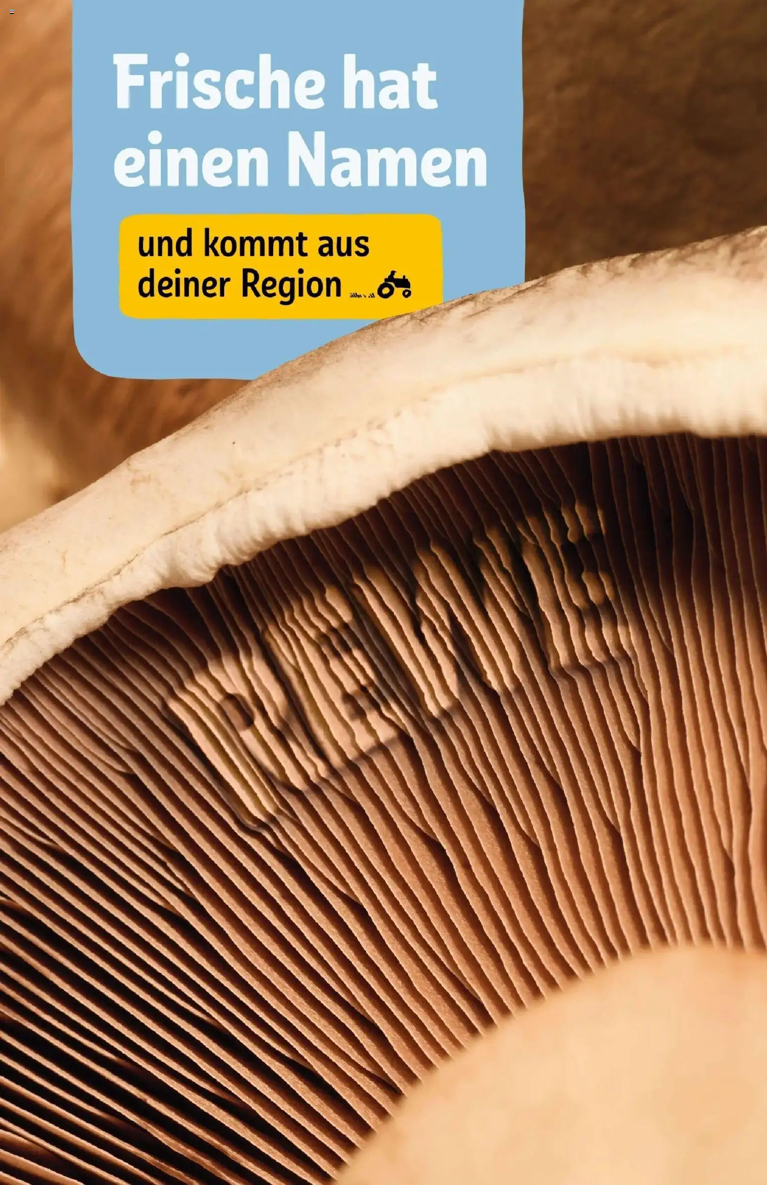 Rewe Prospekt Lübeck – gültig ab 27.07.2026 | Seite: 19