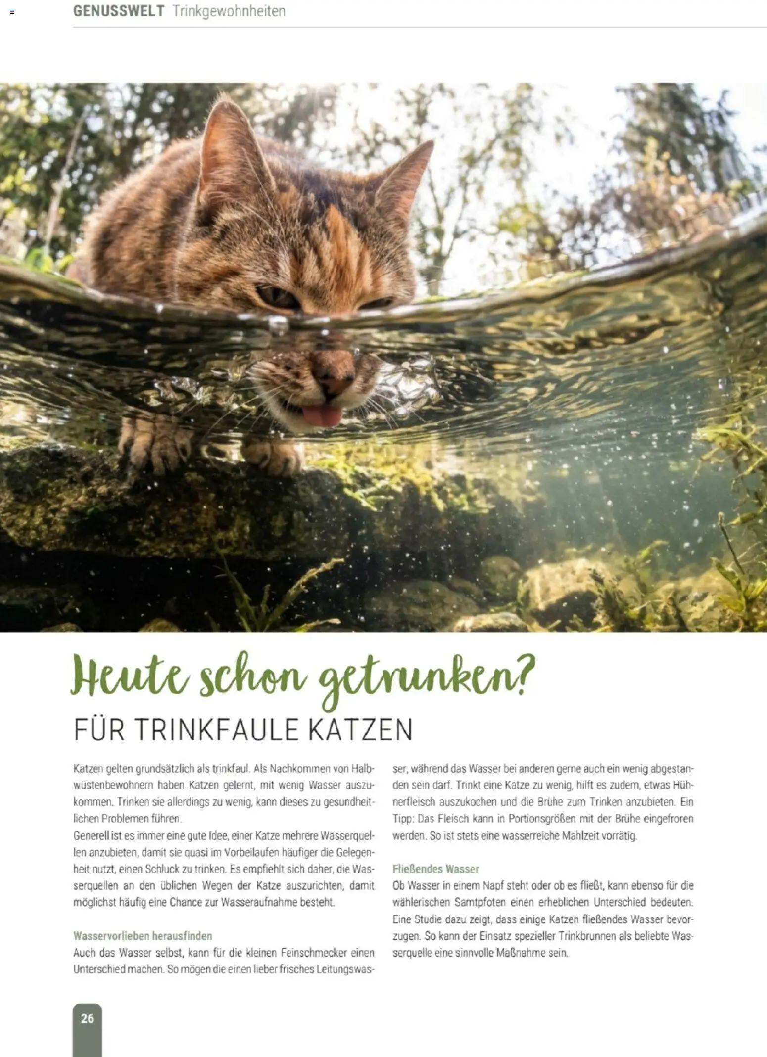 zookauf Themenkatalog Katze – gültig ab 01.10.2026 | Seite: 26 | Produkte: Brühe, Wasser, Fleisch