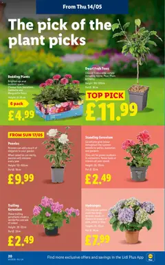 Preview of Lidl - Weekly offers valid from 14.05.2026 | Page: 22 | Products: Pot, Kumina