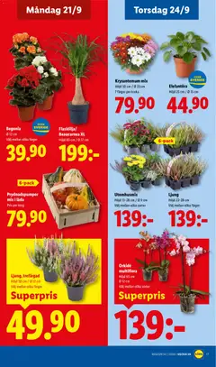 Ljung, trefärgad, Höjd 30 cm / Ø 12 cm, Välj mellan olika färger - Förhandsvisning av reklamblad från butik Lidl aktuell från 21/09/2026 | Sida: 20