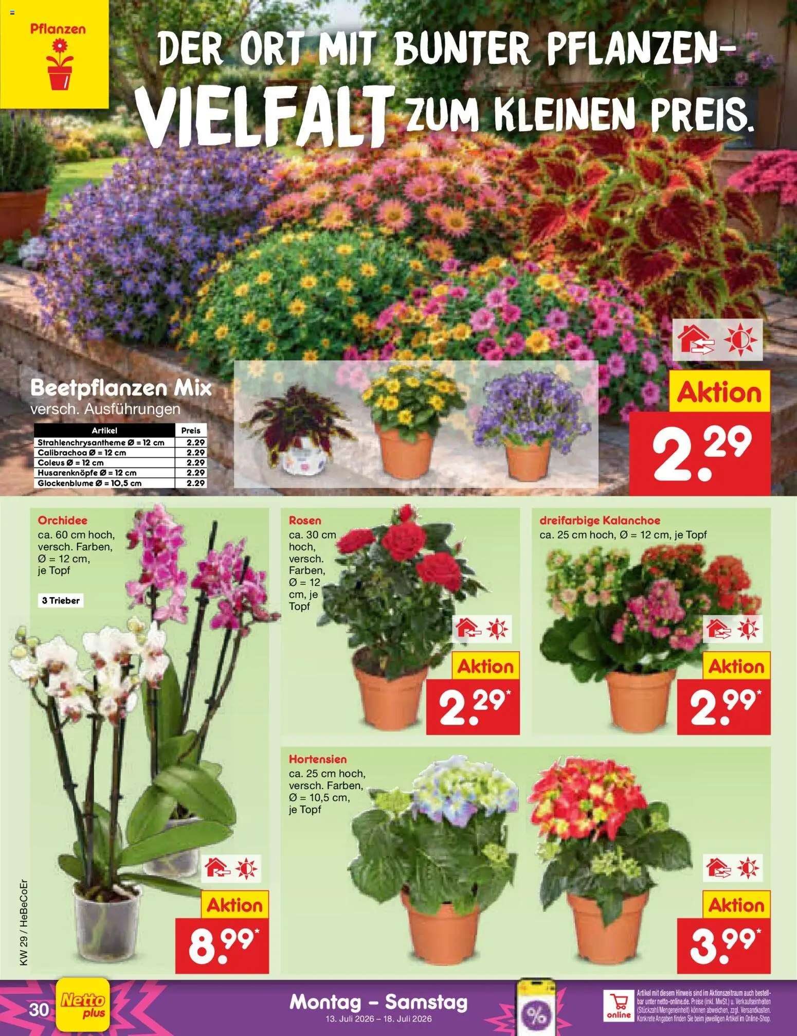 Netto Marken-Discount Prospekt – gültig ab 13.07.2026 | Seite: 40 | Produkte: Orchidee