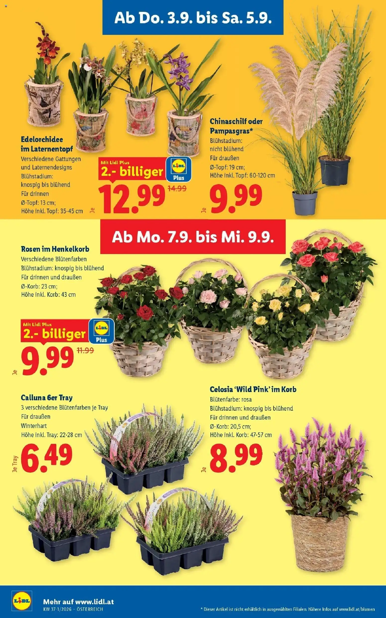 Lidl Flugblatt - Jenbach ab 30.08.2026 - Angebote ab donnerstag | Seite: 28