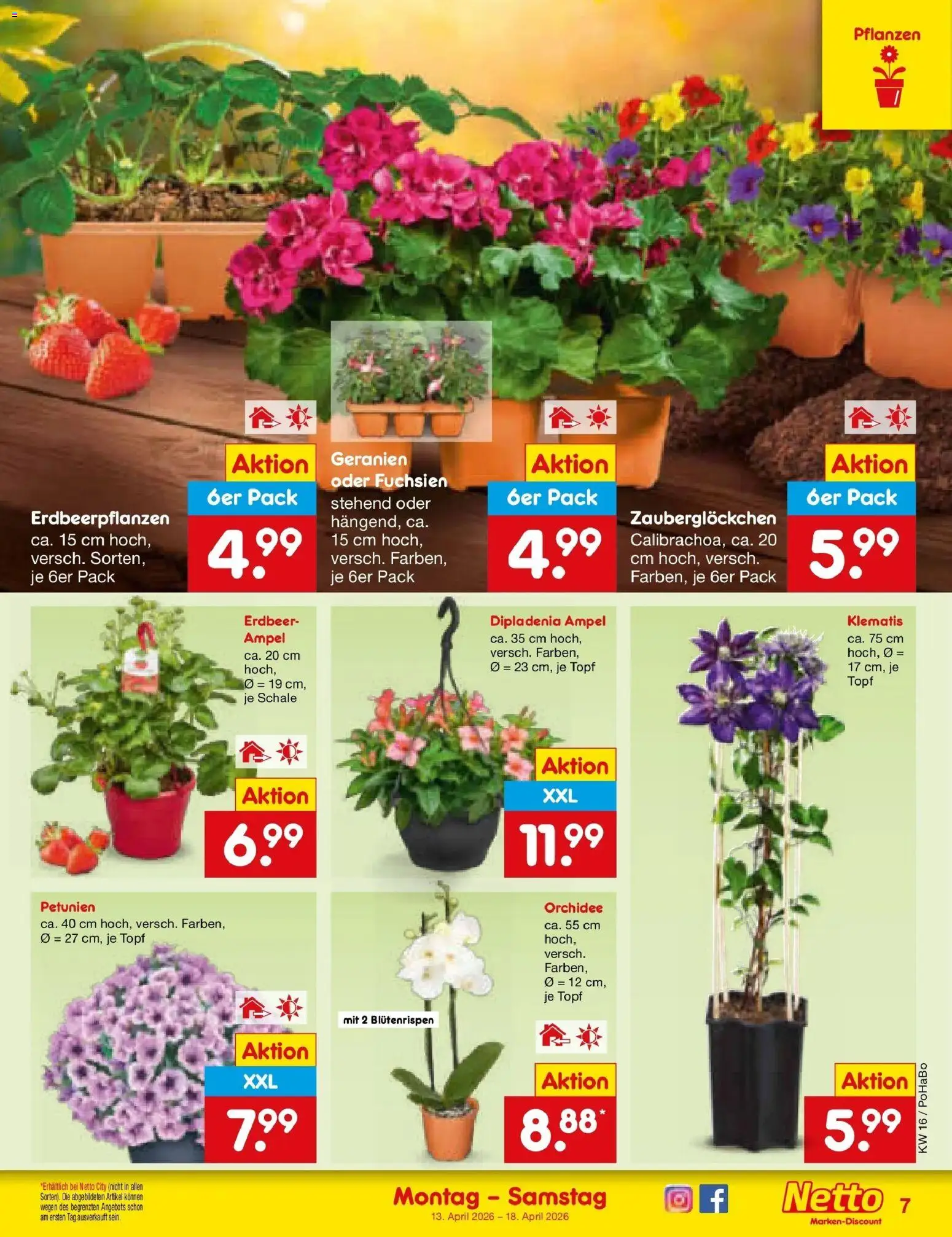 Netto Marken-Discount Prospekt Wuppertal	 – gültig ab 13.04.2026 | Seite: 9 | Produkte: Orchidee, Geranien