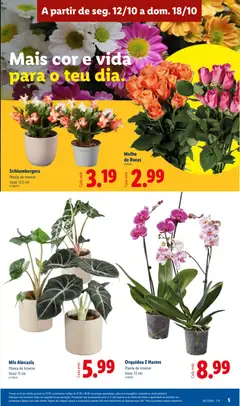 Pré-visualização Orquídea 2 Hastes, Planta de interior Vaso: 12 cm válido de 12/10/2026 | Página: 5 | Produtos: Orquídea, Vaso
