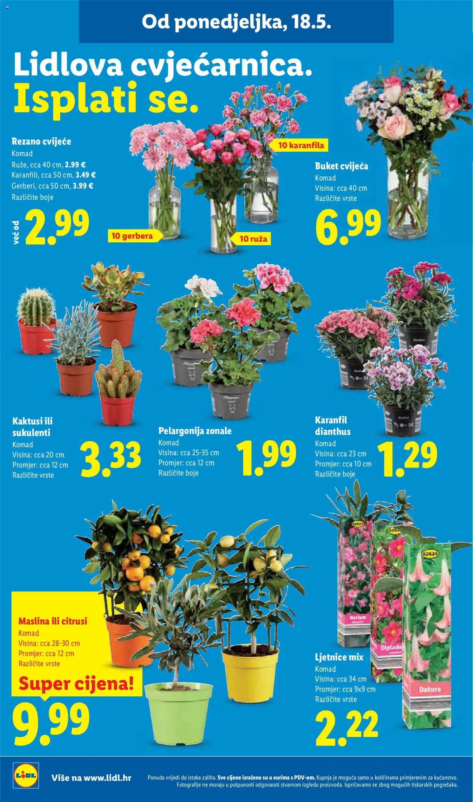 Lidl katalog | vrijedi od 18.05.2026 | Stranica: 42 | Proizvodi: Cvijeće