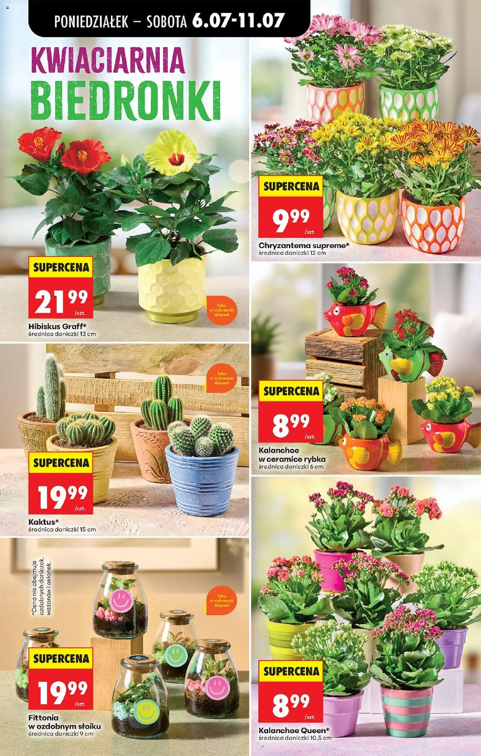 Biedronka gazetka od poniedziałku od 06.07.2026 | Strona: 22 | Produkty: Doniczki, Kalanchoe