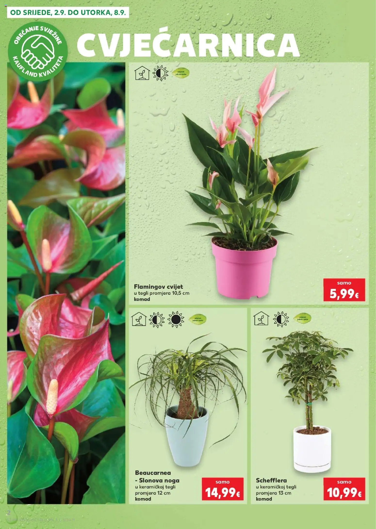Kaufland katalog | vrijedi od 02.09.2026 | Stranica: 2 | Proizvodi: Noga