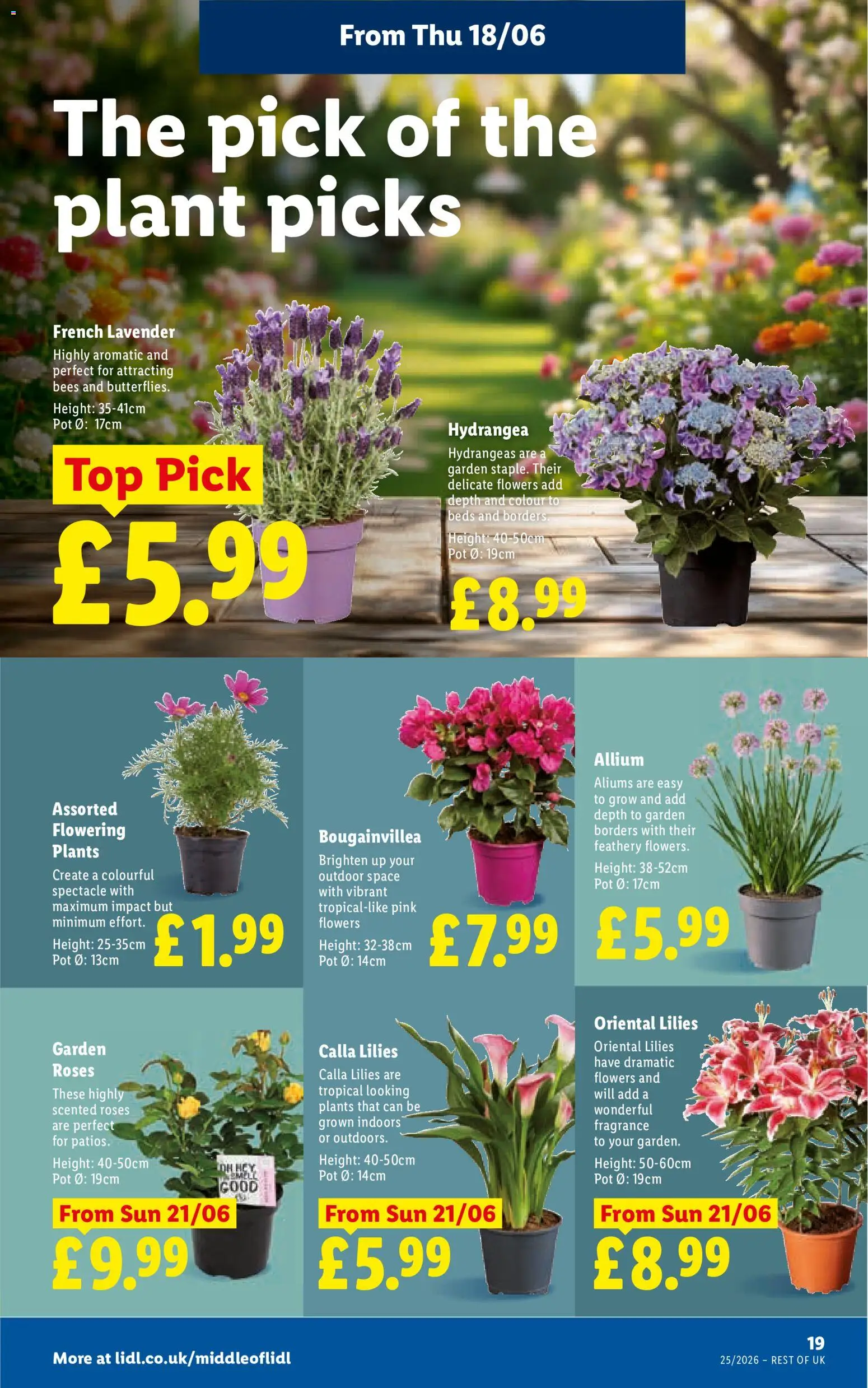 {H1} | Page: 21 | Products: Pot, Fragrance, Roses, Lavender