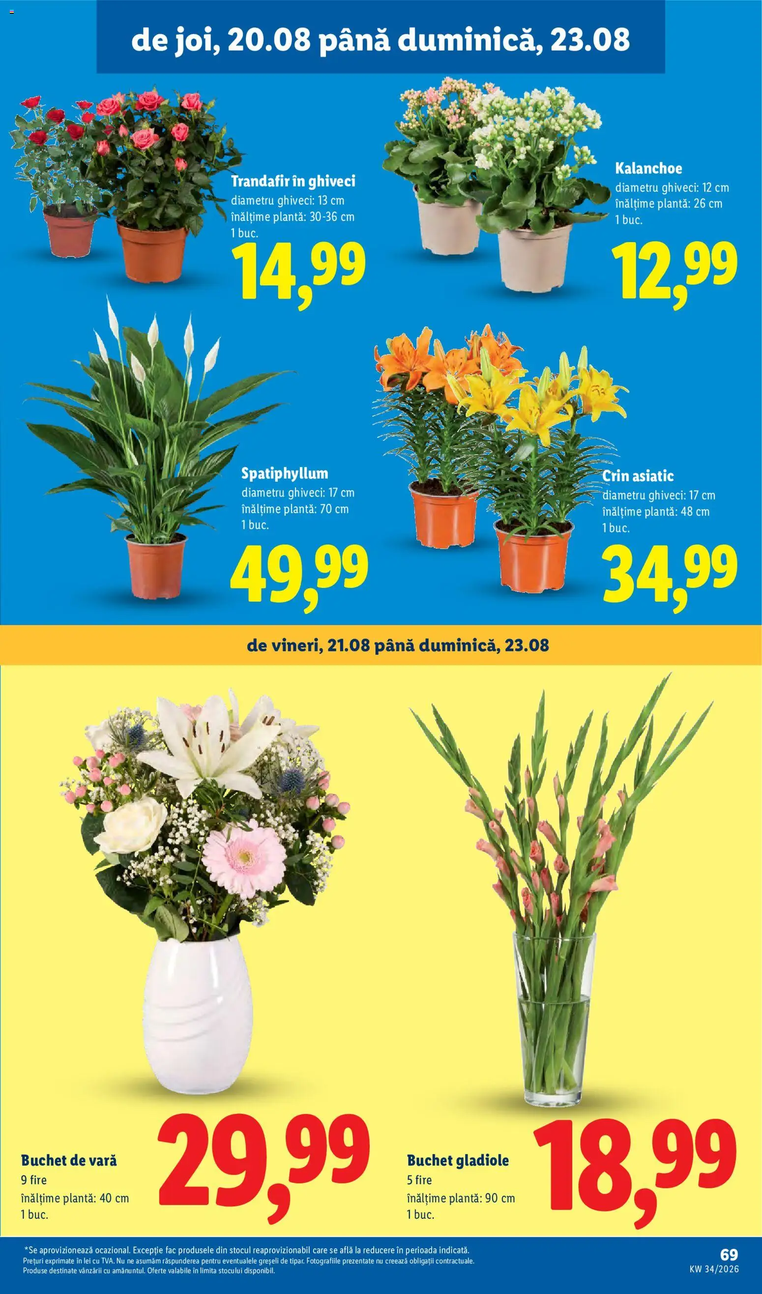 Noul catalog Lidl – valabil de la 17.08.2026 | Pagină: 69 | Produse: Trandafir, Ghiveci