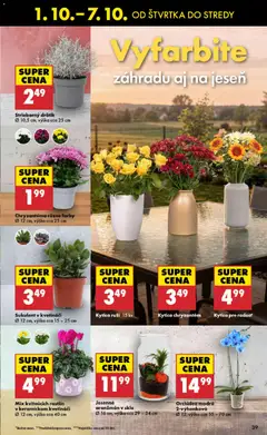 Biedronka leták platný od 01.10.2026 | Strana: 39 | Produkty: Orchidea