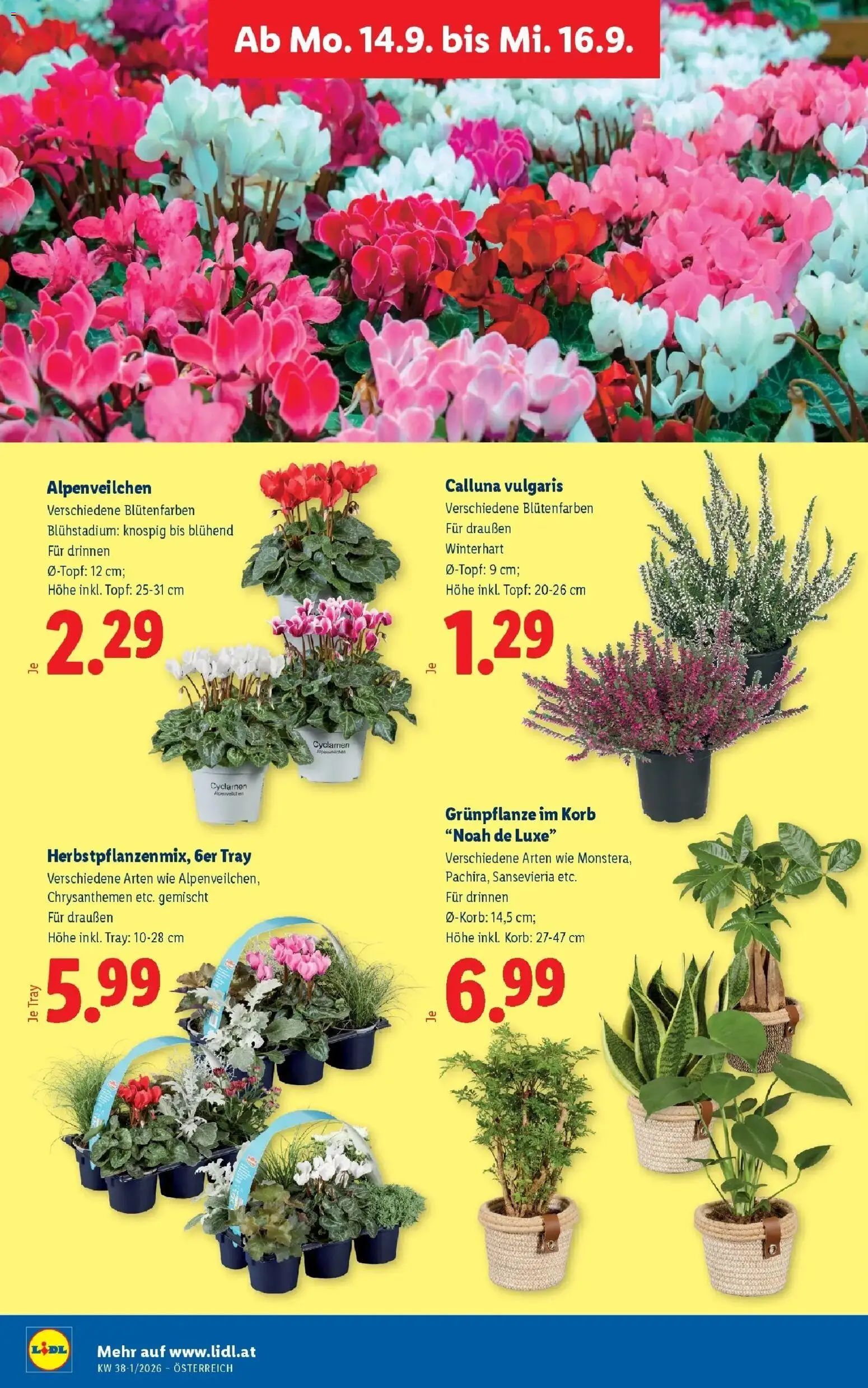 Lidl Flugblatt - Wien ab 06.09.2026 - Angebote ab donnerstag | Seite: 31