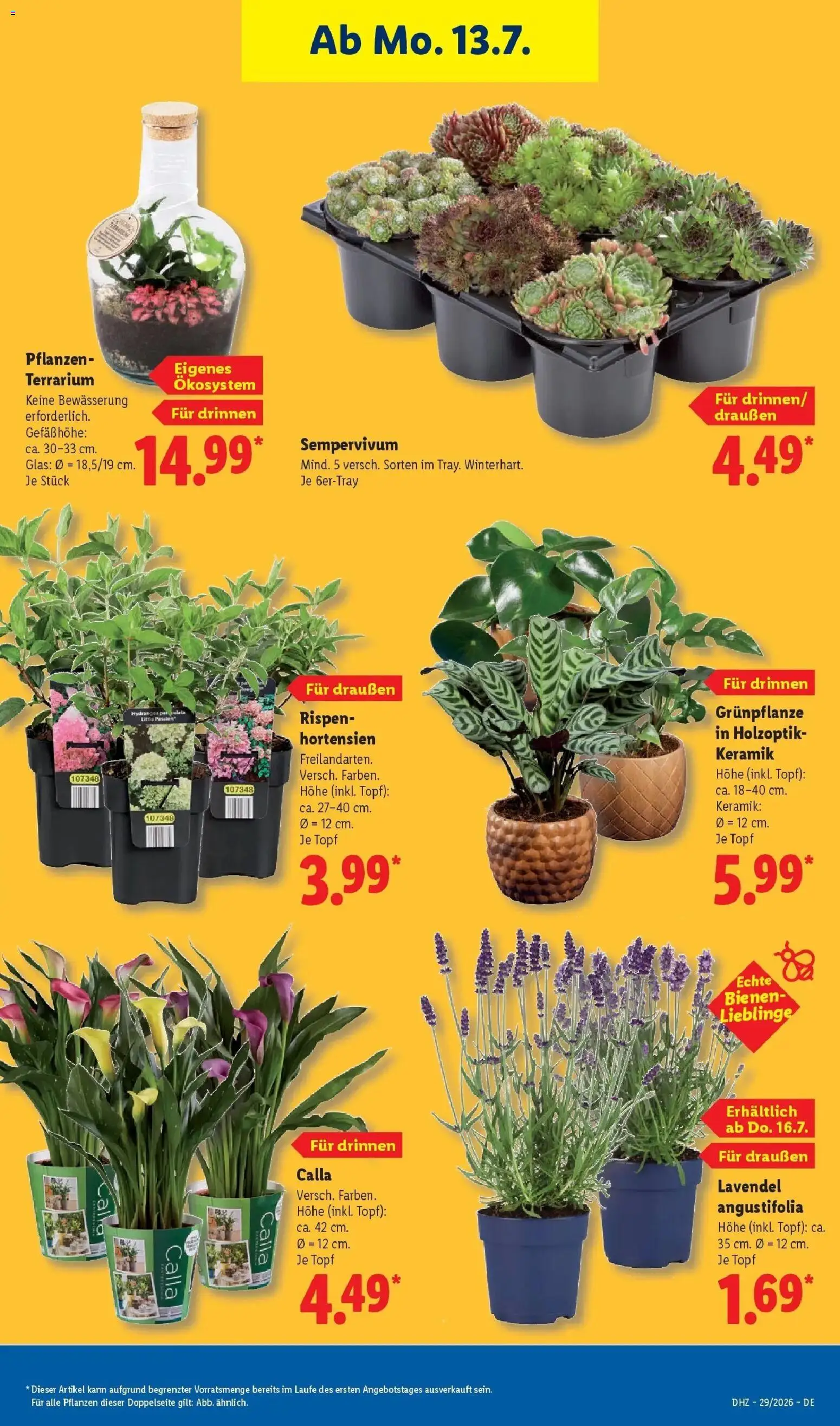 Lidl Prospekt Künzell – gültig ab 13.07.2026 | Seite: 27 | Produkte: Lavendel