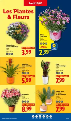 LIDL - Prévisualisation de Plantes vertes, ou cactus, en pot céramique, L'unité, ø 8,5 cm, Hauteur : 17 cm valide à partir de 18.06.2026 | Page: 27