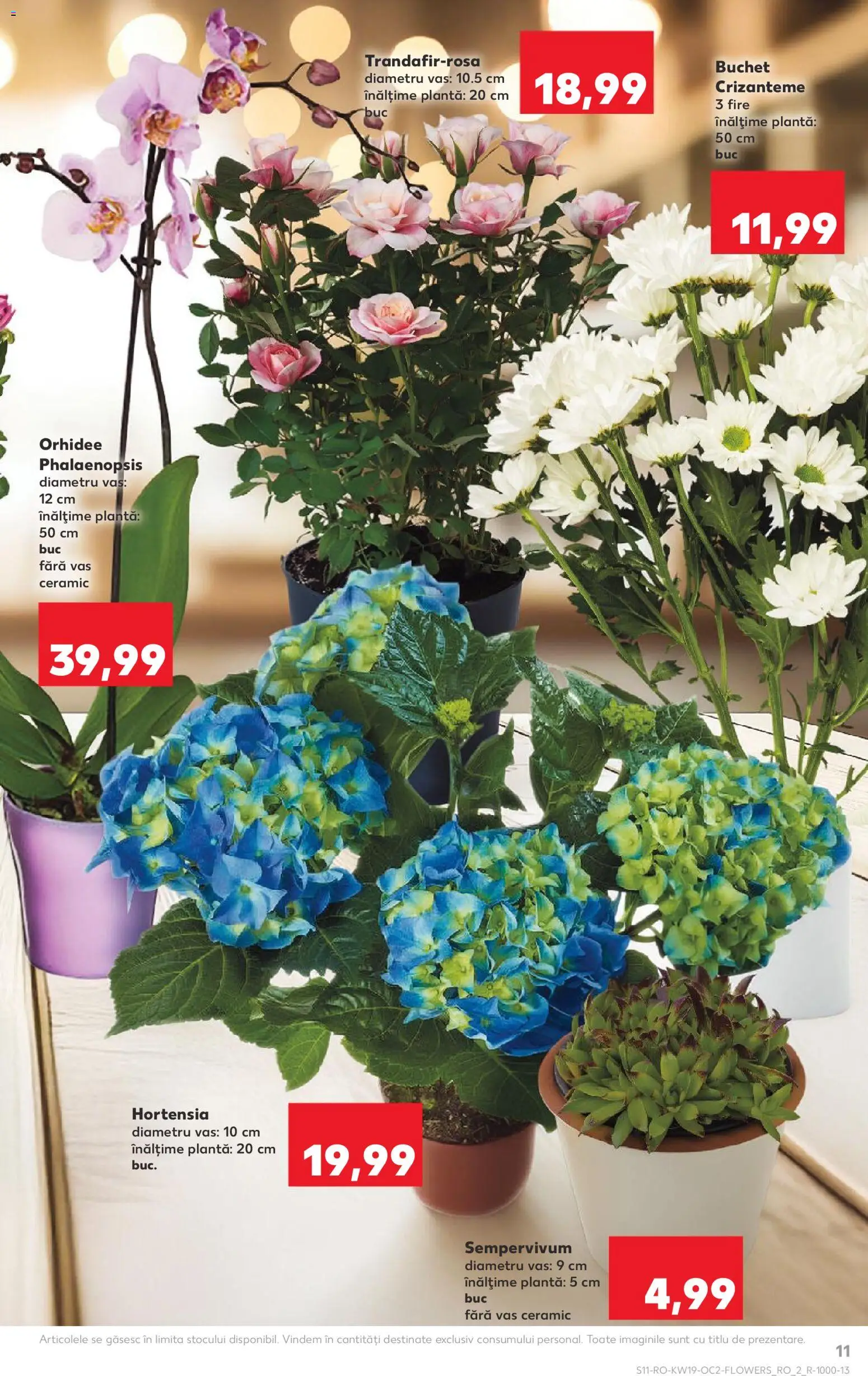 Noul catalog Kaufland – valabil de la 06.05.2026 | Pagină: 11 | Produse: Orhidee