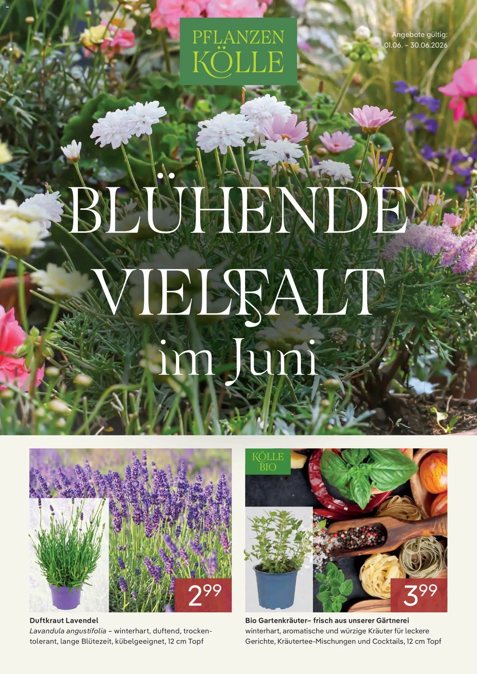 Pflanzen-Kölle Onlineflyer  Juni – gültig ab 01.06.2026 | Seite: 1 | Produkte: Lavendel